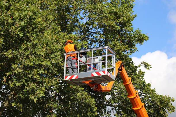 Trusted Porterville, CA Tree Services Experts