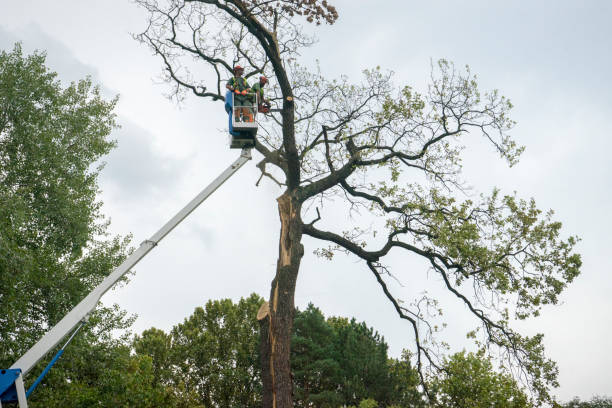 Best Commercial Tree Services  in Porterville, CA