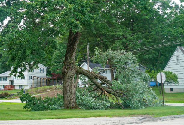 Best Tree Removal  in Porterville, CA