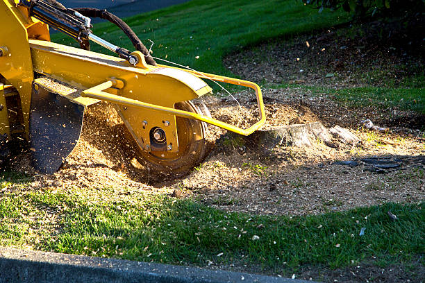 Best Tree Maintenance Programs  in Porterville, CA